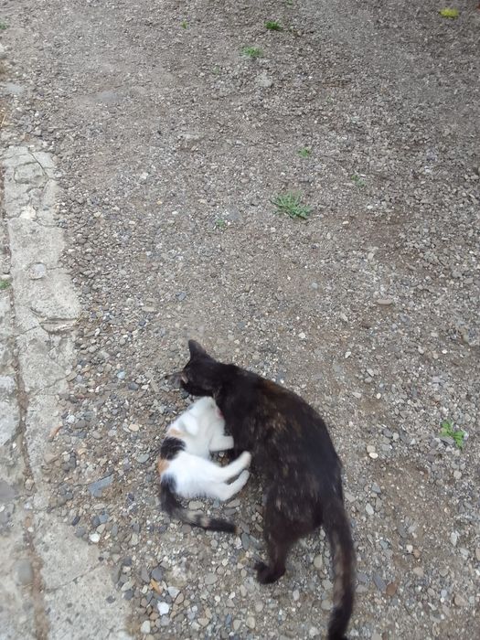 Donez pisici mici
