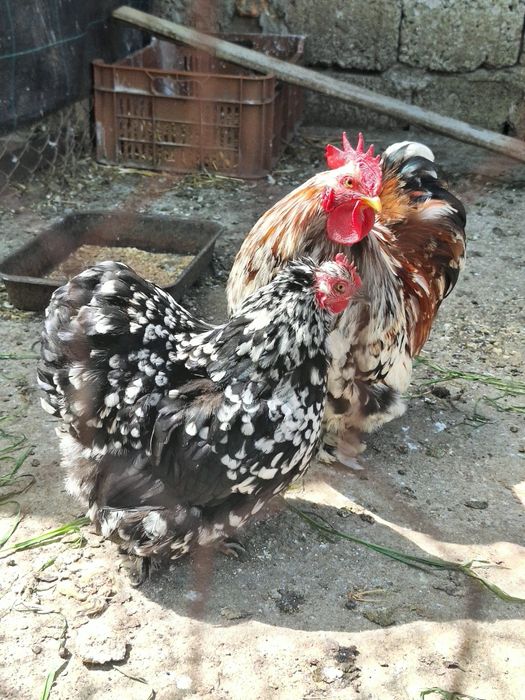 Vand o pereche de cocchina pitic