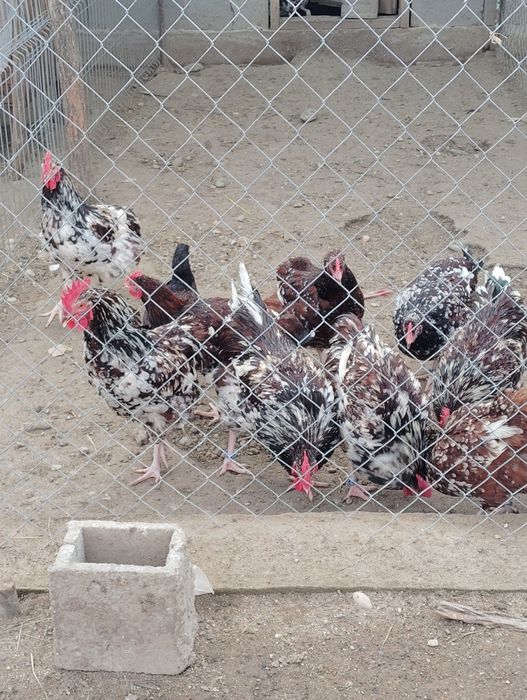 Vând 4 cocoși Sussex Porțelan,100 Ron negociabil.