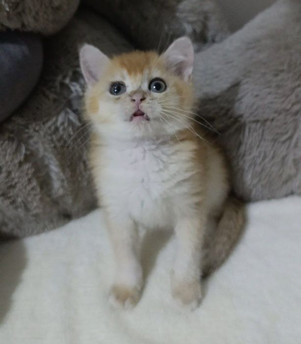 Britanskiy zalatoy shinshilla