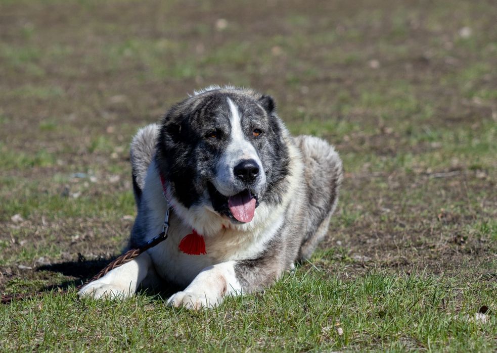 Открыт для вязок кобель САО