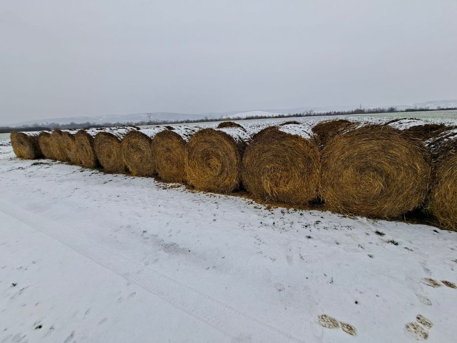 Baloți de paie grâu