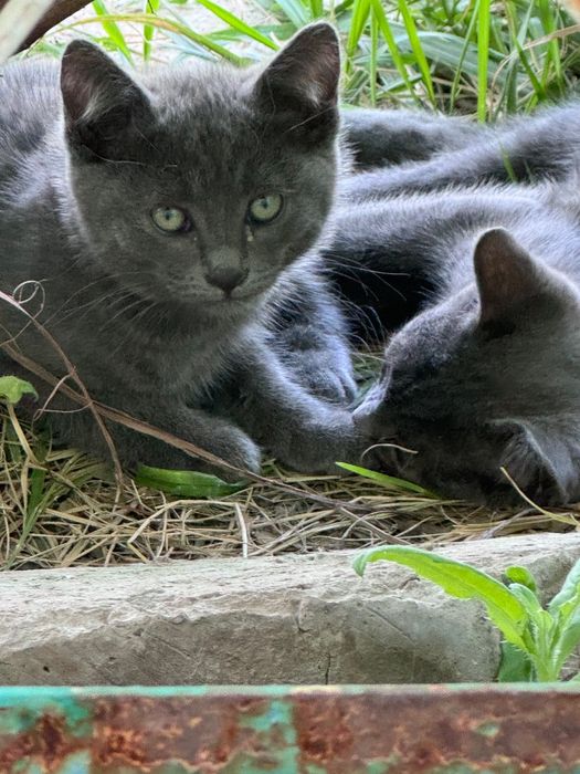 Отдам котят в хорошие руки