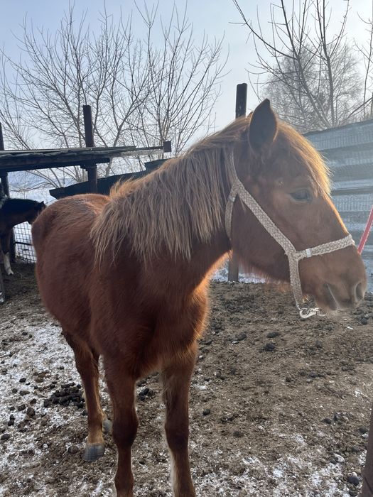 Продаю кобылку два года торг имеится