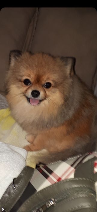 Вязка ,кобель  шпиц