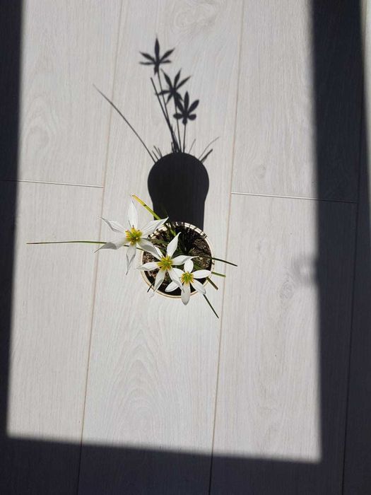 Продам луковицы зефирантуса