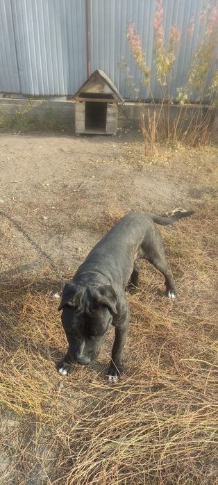 Собака породистая.