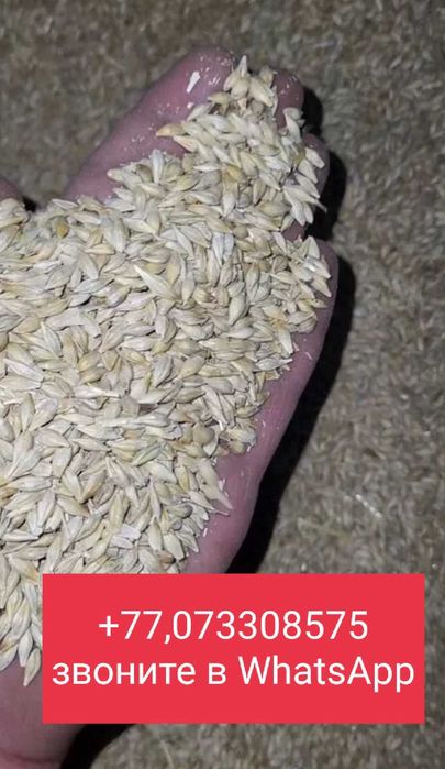 Сухая пшеница и ячмень