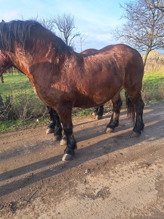 Iepe de vanzare pereche