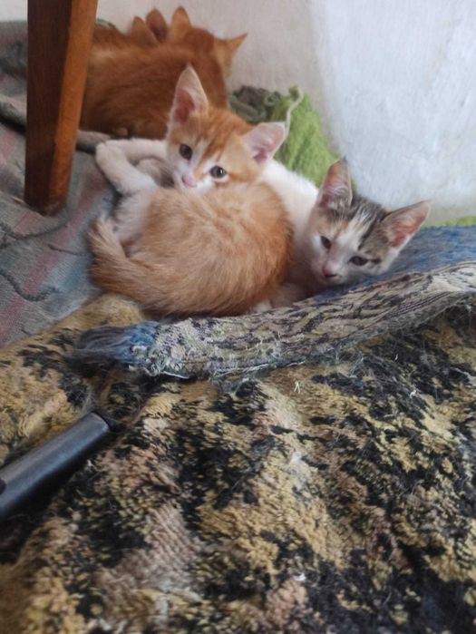 Отдадим котят в добрые руки