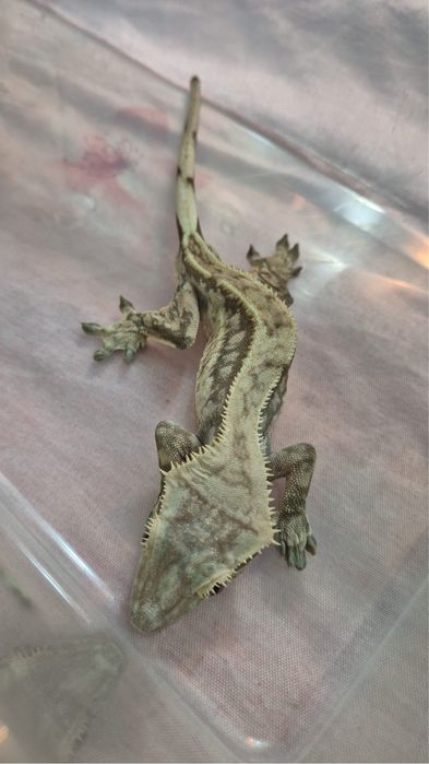 Vand gecko crested