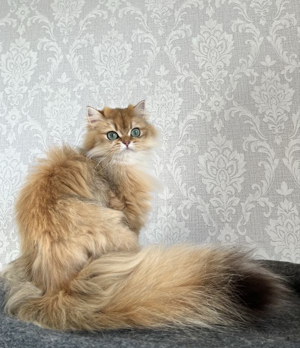 Pisica british longhair golden cu pedigree