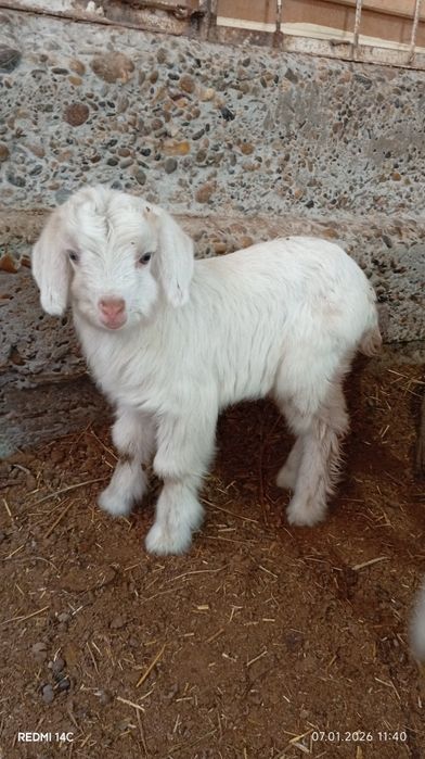 Экиз болали эчки сотилади семиз соглом хонаки сифатли йош хурон зур!!!