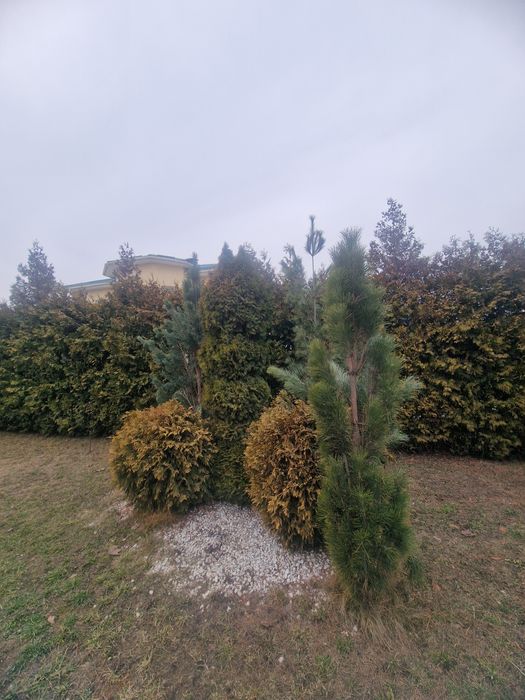 Проются голубые ели