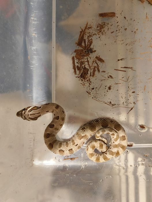 Свиненоса Змия / Heterodon nasicus