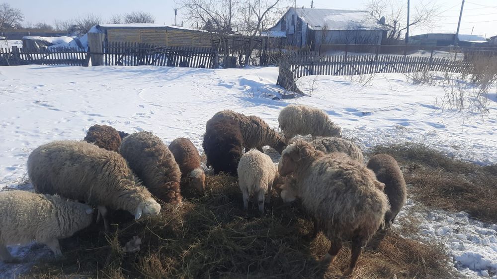 Продам 8 голов бараны