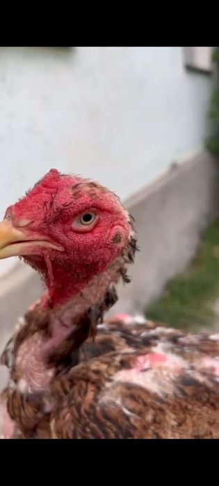 Бойцовский тауык и кораз
