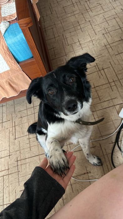 Собаки в добрые руки