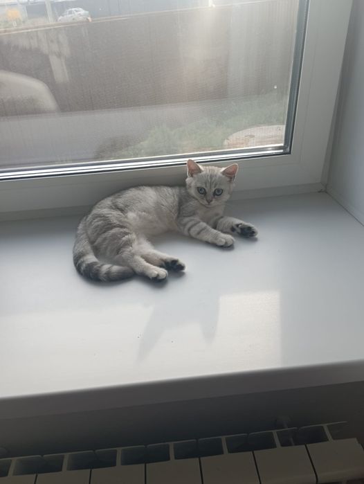 Отдам в добрые руки кошка