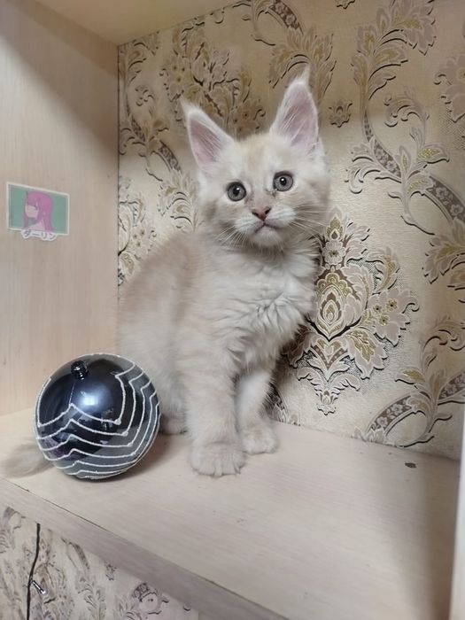 Мейн-кун 2 месяца