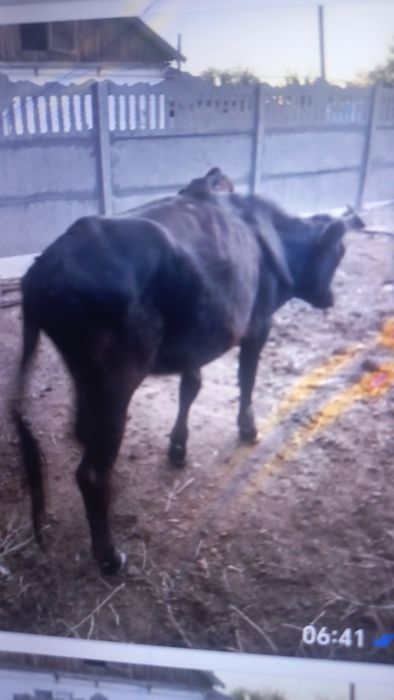 1.5  жасар тана сатылымда