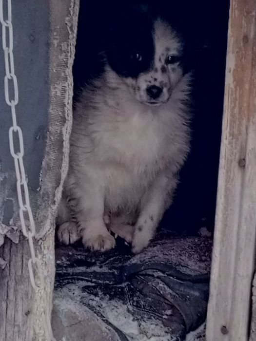 Дарю щенков маленькой породы