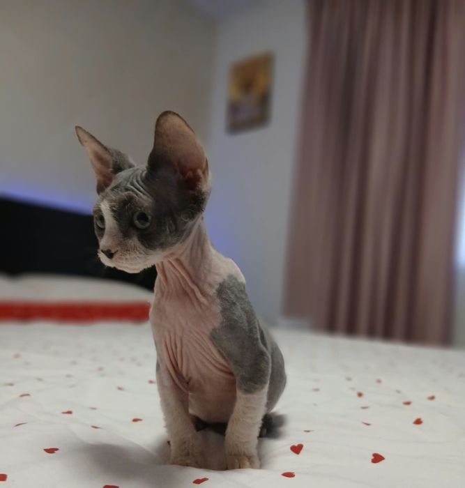 Fetiță sphinx/sfinx deosebita