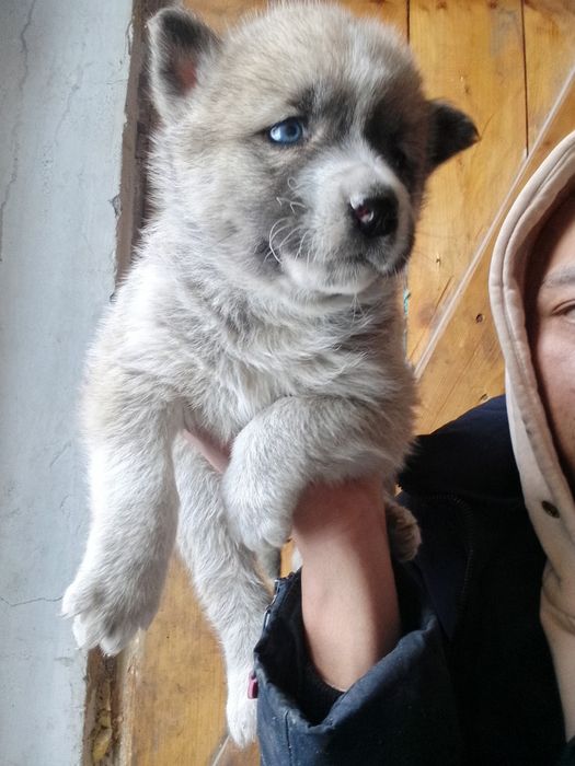 Чинки хаски сибирски