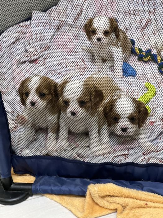 Щенки Кавалер Кинг Чарльз Спаниеля