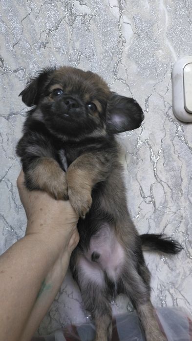 щенки чихуахуа Новогодние подарочки!