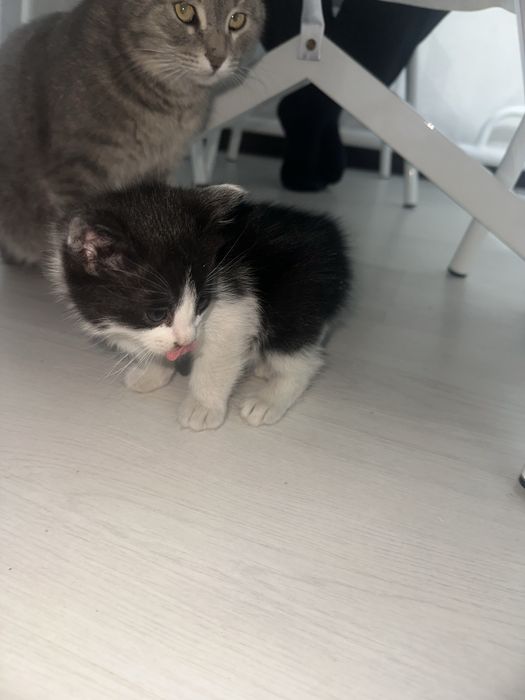 Милая кошка ищет новый дом