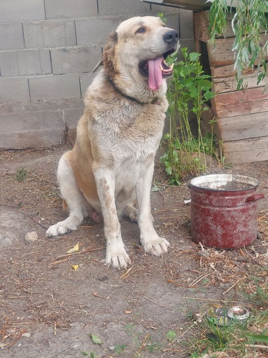 Алабай 3 жасар ургашы дау каншык