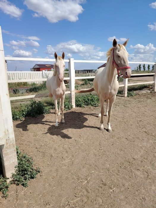 Ахалтекинская кобыла ,жеребец