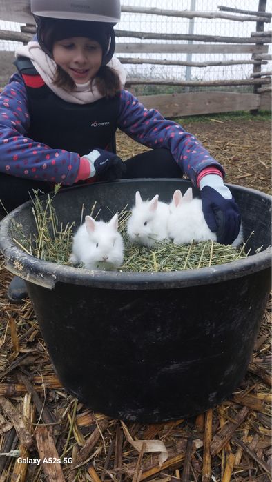 Iepurasi pitici cap de leu