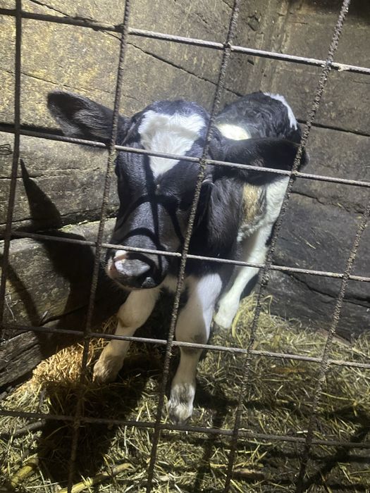 Vitel mascul varsta 2 saptamani