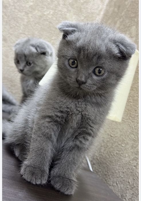 Скоттиш фолд в добрые руки