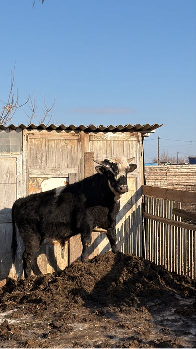 Продам годовалого бычка