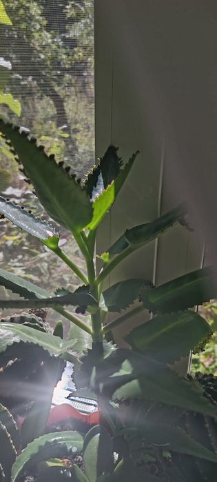 Продам недорого.цветок Каланхолия