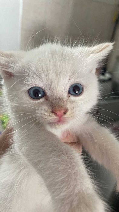 Отдам котят в хорошие руки!