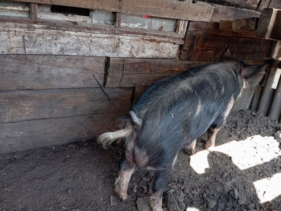 Молодой кабан на племя