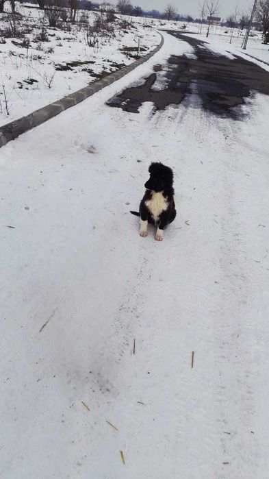 Donare cățelușa metis Border Collie, 4 luni – Caută familie iubitoare