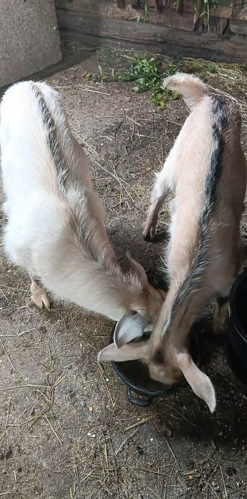 Animale domestice