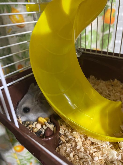 Клетка 3 этажа с хомяком