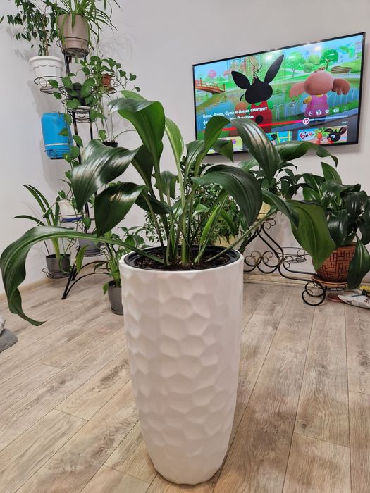 Срочно продам Эухарис