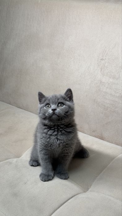 Sevinch Rayxon Shahzodning porno surati