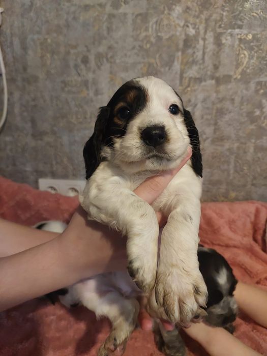 Русский спаниель