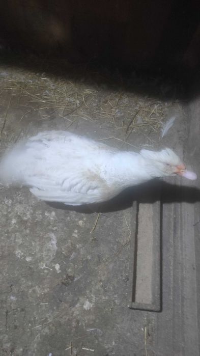 Индоутки продам.