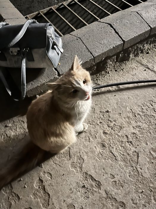 Очень ласковый котик в добрые руки