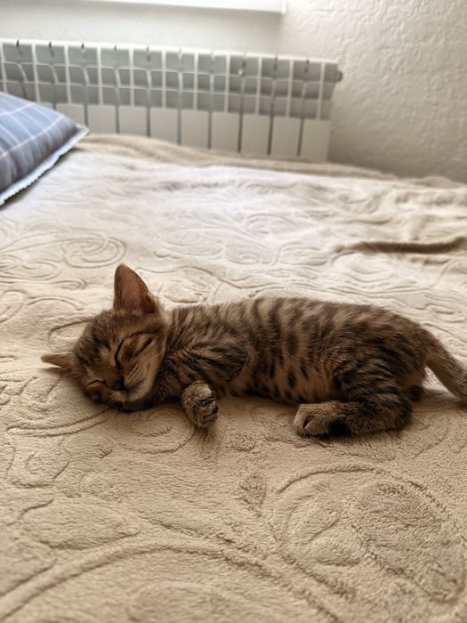 Отдам котёнка в добрые руки