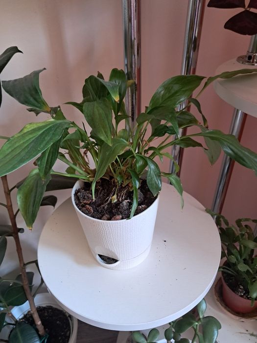 Продам комнатные цветы